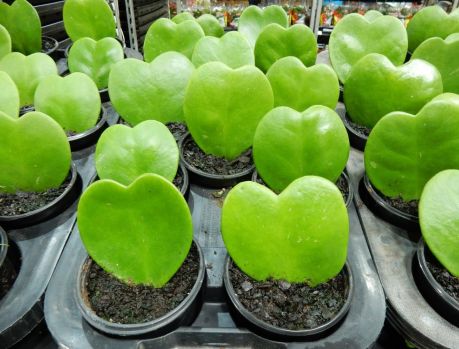 A PLANTA COM FOLHAS IGUAIS A UM CORAÇÃO! A PLANTA COM FOLHAS IGUAIS A UM CORAÇÃO!