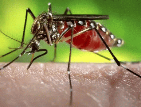 VEJA A DIFERENÇA ENTRE PERNILONGO E MOSQUITO VEJA A DIFERENÇA ENTRE PERNILONGO E MOSQUITO