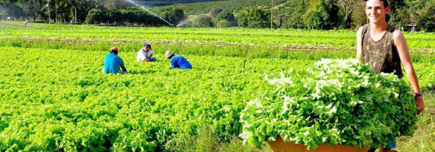 IBGE vai medir a riqueza do campo