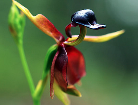 É UM PATO? NÃO! É UMA EXTREMAMENTE RARA ORQUÍDEA!!! É UM PATO? NÃO! É UMA EXTREMAMENTE RARA ORQUÍDEA!!!