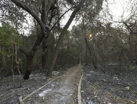 VIOLENTO INCÊNDIO QUASE DESTRUIU TODO O BOSQUE DO ÍNDIO! VIOLENTO INCÊNDIO QUASE DESTRUIU TODO O BOSQUE DO ÍNDIO!