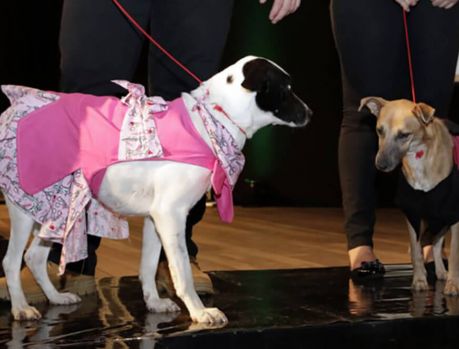 ‘Top models’ da SAAU vão brilhar na passarela do Fashion Dogs!      