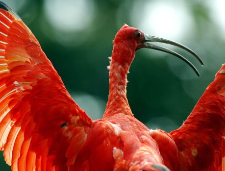 PARANÁ CRIA ÁREA PARA PROTEGER OS BELOS GUARÁS! PARANÁ CRIA ÁREA PARA PROTEGER OS BELOS GUARÁS!