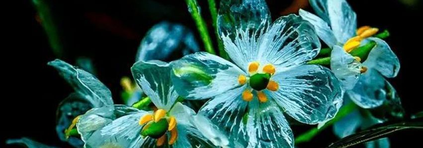 A RARÍSSIMA FLOR DE CRISTAL!