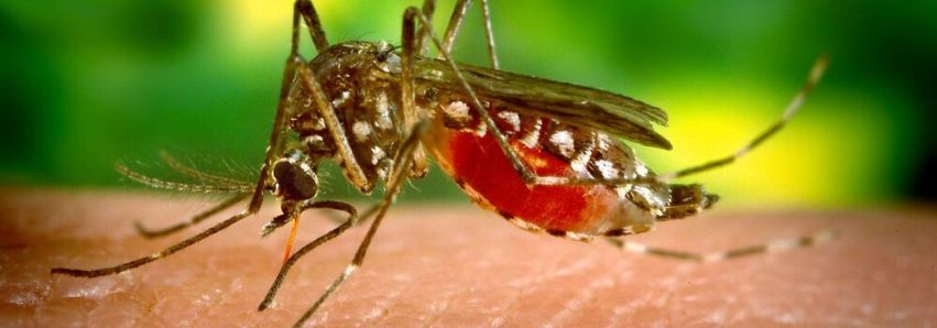 DENGUE: MOSQUITO FORA DA EXPO!