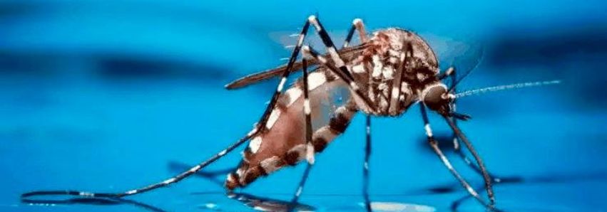 ALÉM DA GRIPE, A DENGUE TAMBÉM ESTÁ CAUSANDO MORTES NO PARANÁ! ALÉM DA GRIPE, A DENGUE TAMBÉM ESTÁ CAUSANDO MORTES NO PARANÁ!