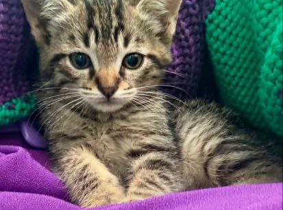 1º BAZAR EM PROL DOS GATINHOS RESGATADOS EM UMUARAMA
