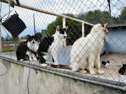 PREFEITURA REPASSA RAÇÃO PARA CÃES E GATOS DA SAAU