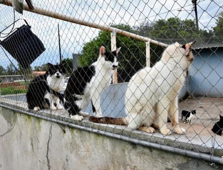 PREFEITURA REPASSA RAÇÃO PARA CÃES E GATOS DA SAAU