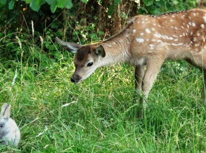 UMA AVENTURA ENCANTADORA ESTRELADA POR BAMBI