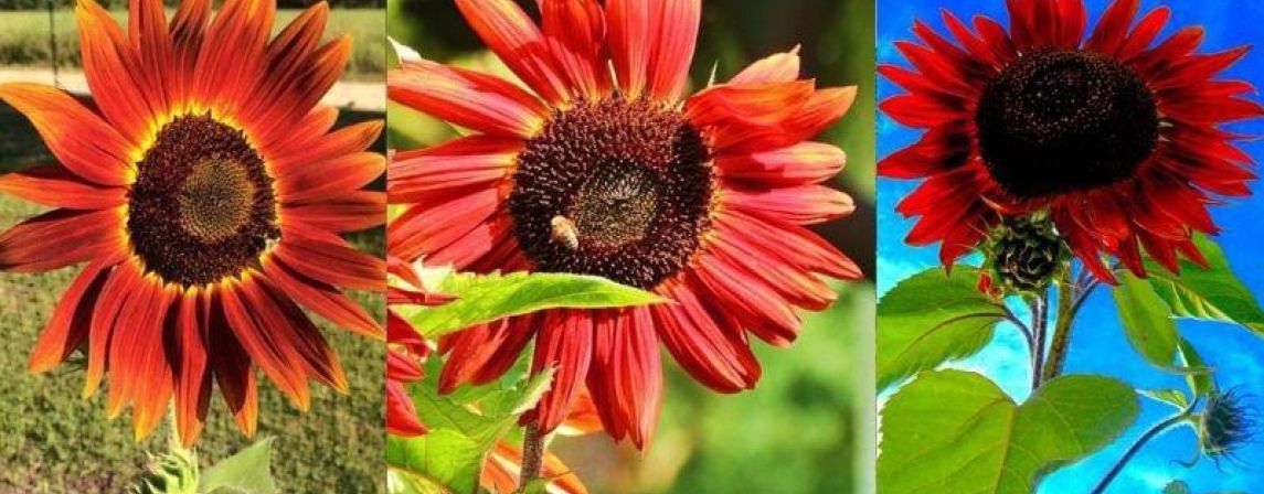 OS GIRASSÓIS VERMELHOS QUE O MUNDO DESCONHECE!