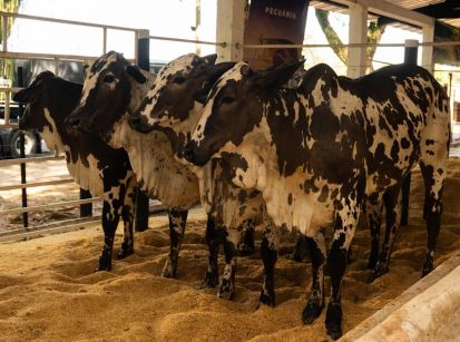 Expo Umuarama realiza primeiro julgamento de Nelore pintado do PR