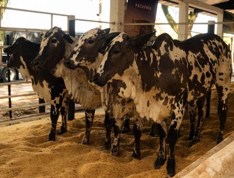 Expo Umuarama realiza primeiro julgamento de Nelore pintado do PR