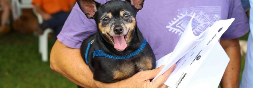 Tutores poderão vacinar seus cães de graça contra a raiva