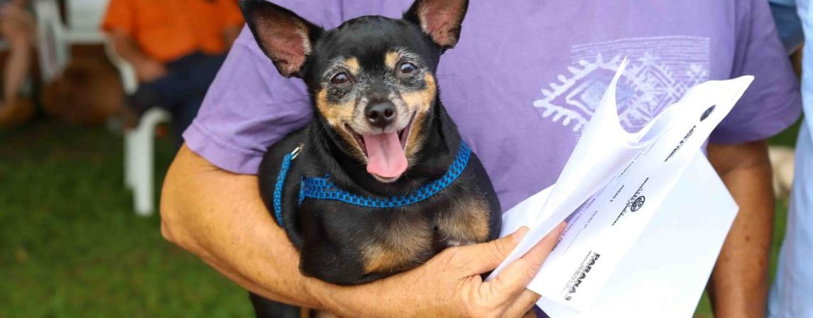 Tutores poderão vacinar seus cães de graça contra a raiva