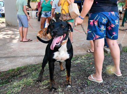 Vacinação gratuita contra a raiva canina disponível no dia 8
