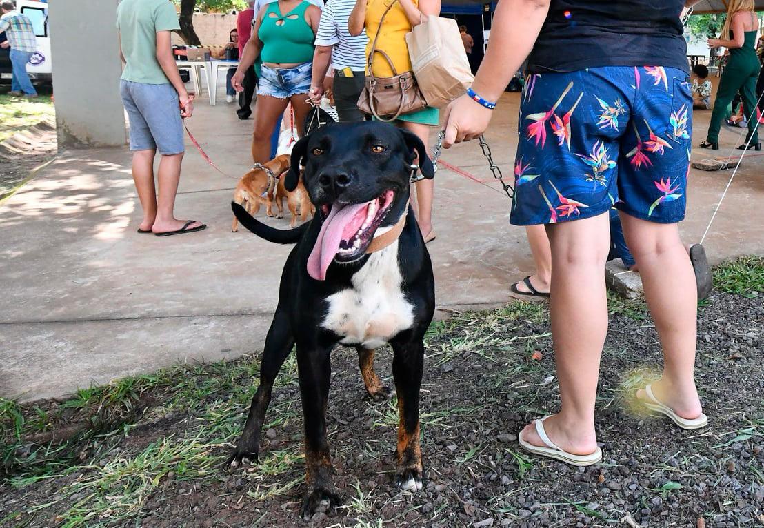 Vacinação gratuita contra a raiva canina disponível no dia 9