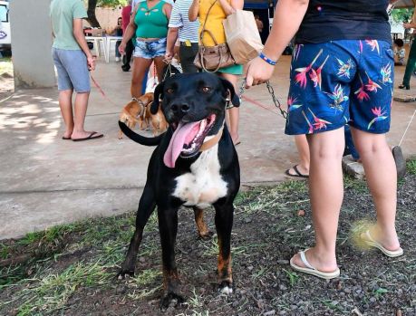 Vacinação gratuita contra a raiva canina disponível no dia 9