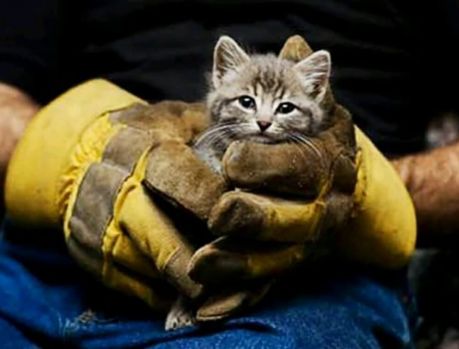 Agora é lei: Pets shops devem denunciar maus tratos a animais! Agora é lei: Pets shops devem denunciar maus tratos a animais!