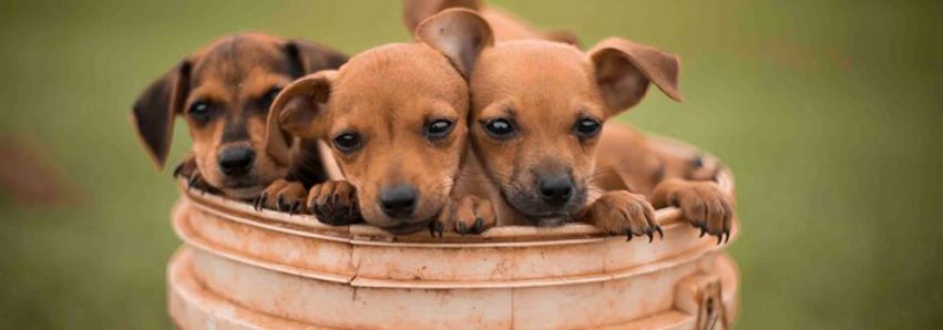 Animais da SAAU passam fome!!!