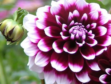 Comece o ano com seu jardim florido: Visite a APAE Umuarama Comece o ano com seu jardim florido: Visite a APAE Umuarama