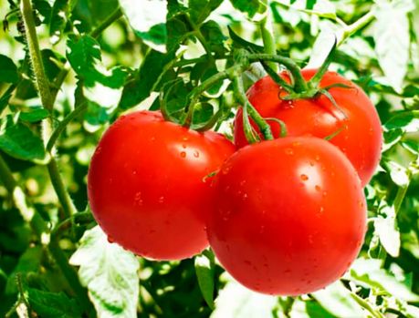 O tomate está cada dia mais caro!!! Pode isso???