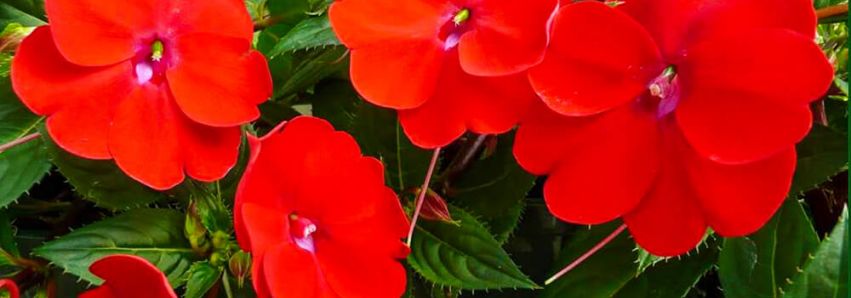 “Piá das Flores” da APAE, 20 anos!   