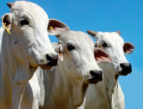 Pecuária: É tempo de vacinação contra a febre aftosa Pecuária: É tempo de vacinação contra a febre aftosa