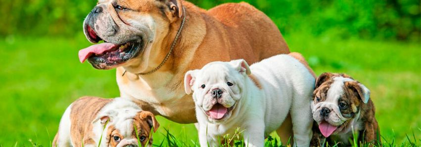 Tudo pronto para o Encontro de Cães   