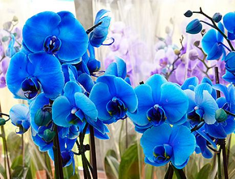 Expoflor vai perfumar e colorir o aniversário de Umuarama Expoflor vai perfumar e colorir o aniversário de Umuarama